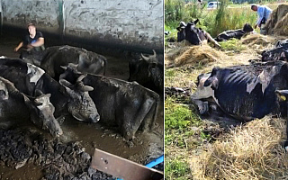 Krowy tonęły w gnojówce, kilkadziesiąt padło. Rolnicy spod Pisza z aktem oskarżenia Krowy tonęły w gnojówce, kilkadziesiąt padło. Rolnicy spod Pisza z aktem oskarżenia